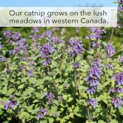 Kater Kasimir Catnip -Savic Plan Store 144896 asaquaristik kater kasimir katzenminze cat 60g hs 07 2