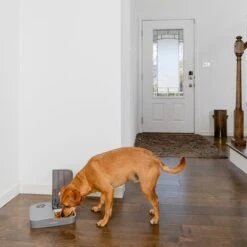 PetSafe® Automatic 2 Meal Pet Feeder -Savic Plan Store 145997 rasiosystems petsafe futterautomat 2mahlzeiten catdog 2x355xml hs 09 6