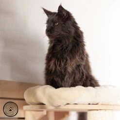 Natural Paradise Wall Scratching Board - Dahlia -Savic Plan Store 99396 np wkb krea 1000x1000 logo la mg 6053 7