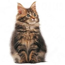 Royal Canin Maine Coon Kitten -Savic Plan Store rc maincoonk 9
