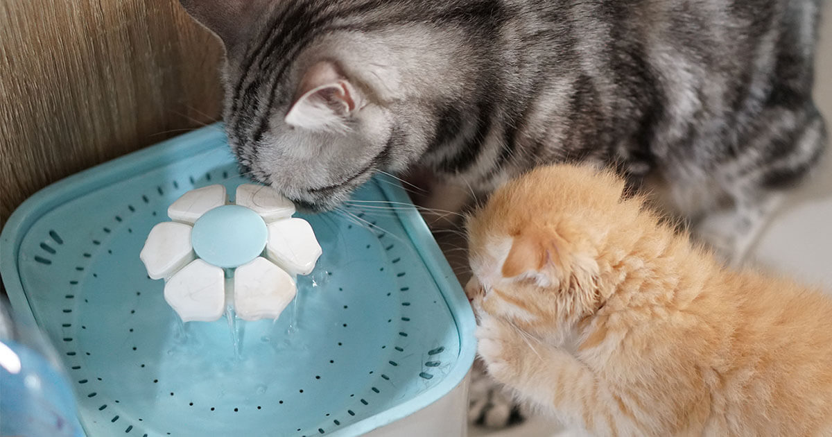 Savic Plan Store -Savic Plan Store article cat water fountain open